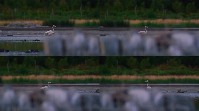 一只雏鸟灰色火烈鸟(玫瑰凤鸟)站在静止的水中