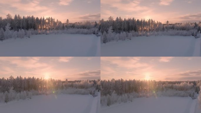 风景飞上松树林广泛覆盖白霜和突出的日落。瑞典极度寒冷，气温低于零下30度。