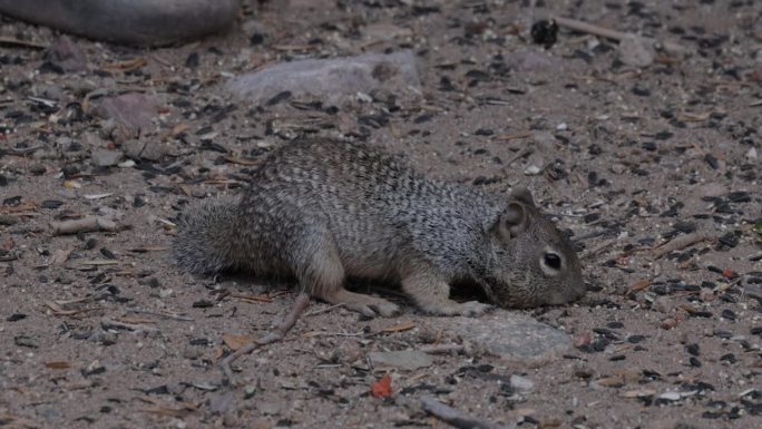 岩松鼠，亚利桑那州