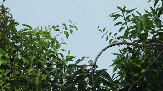 爪哇辣椒鸟，红头啄花鸟