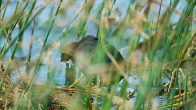 欧亚骨顶(Fulica atra)，也被称为普通骨顶，或澳大利亚骨顶，在池塘里觅食