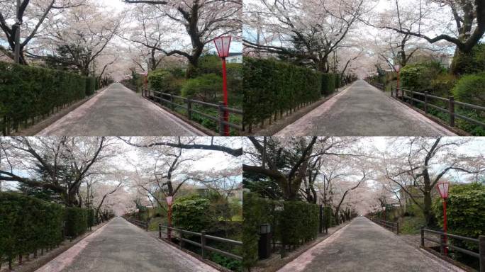 日本福岛大温泉樱花盛开的道路隧道。