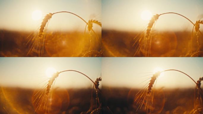 夕阳下农田黄麻袋装小麦的慢墨美景