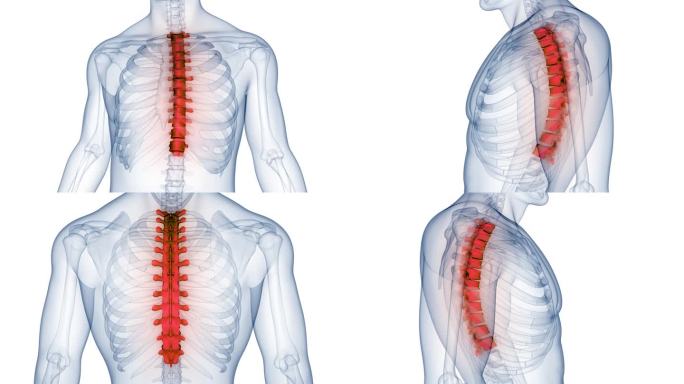 脊髓、脊柱、胸椎人体骨骼系统解剖动画概念