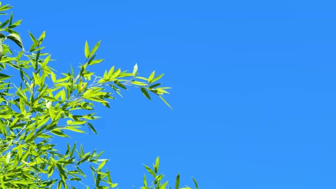 在一个阳光明媚的夏日里，一片竹叶的枝叶边界孤立在蓝天上的慢动作风中，花的背景与复制空间