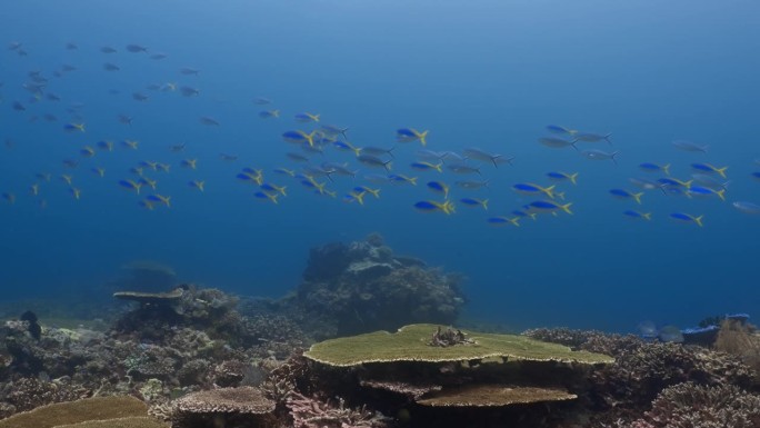 在印度尼西亚科莫多群岛的珊瑚礁上，一群燧发枪兵