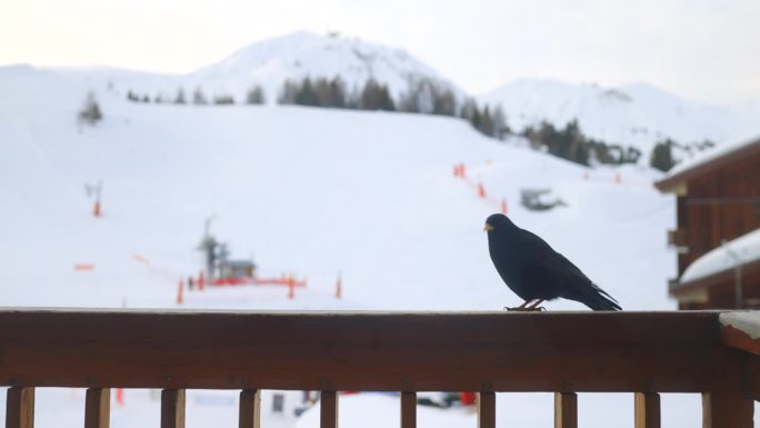 阳台上的高山燕鸥雪地小鸟