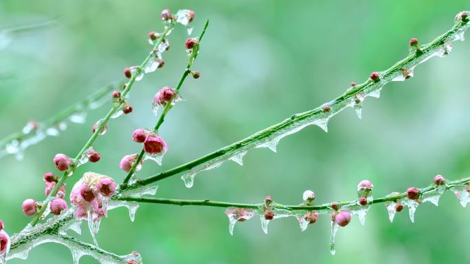 冰冻雪天的梅花