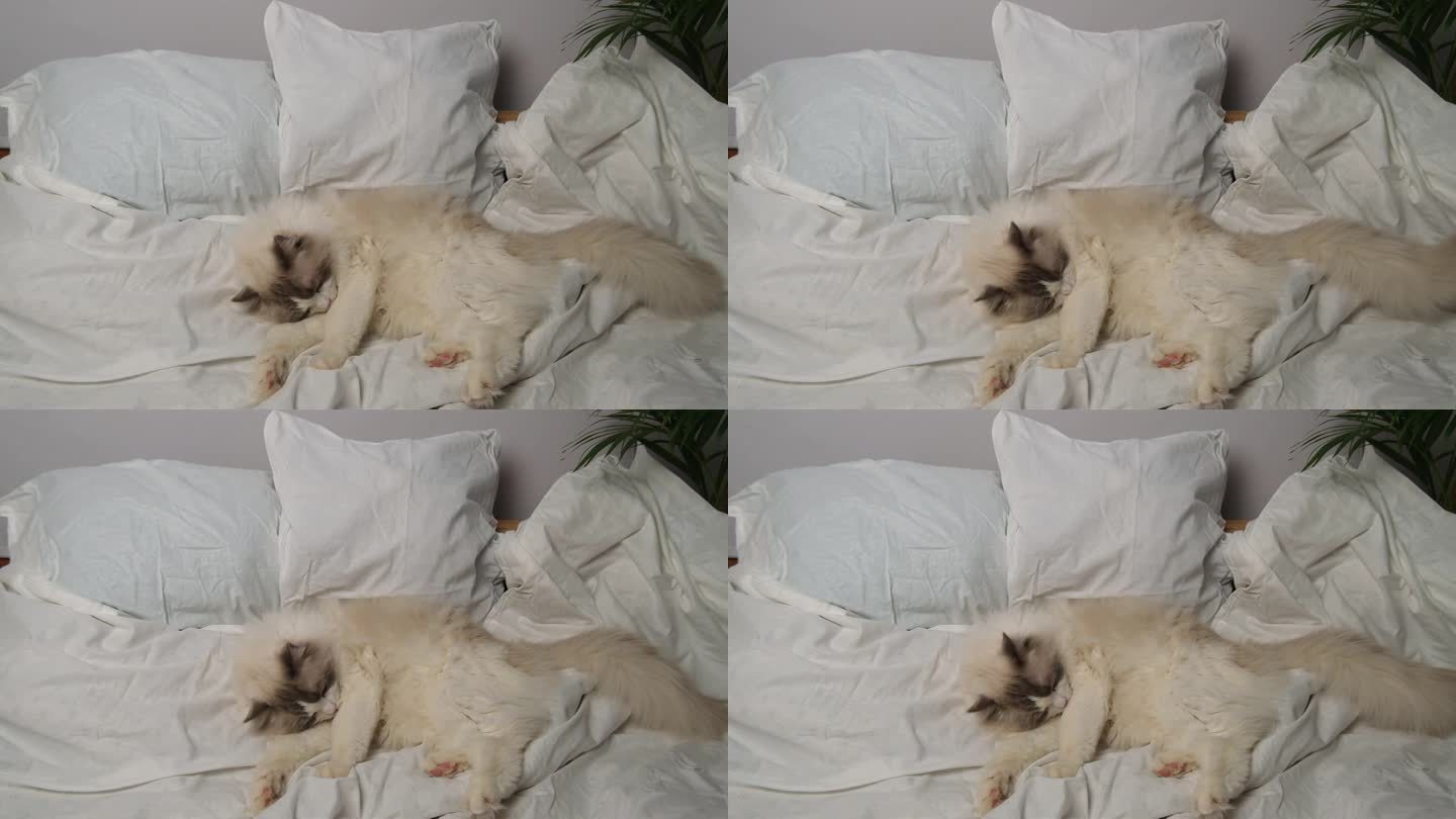 白色床单上的布娃娃猫。