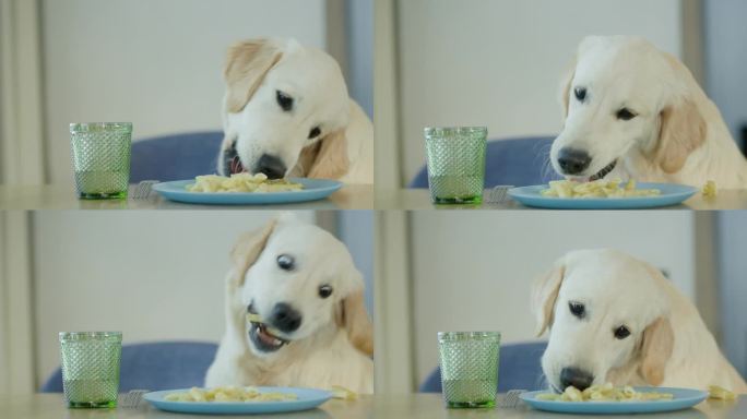 一只淘气的狗从主人的盘子里偷了意大利面。训练宠物时遇到的问题