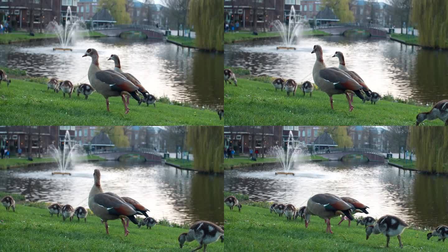 在荷兰莱顿的公园里，埃及鹅在湖岸的绿草地上觅食