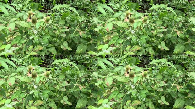 蔷薇树(蔷薇树莓，毛里求斯覆盆子，顶针莓，瓦努阿图覆盆子，蓝莓)。在土壤湿度好的情况下生长，果实香甜