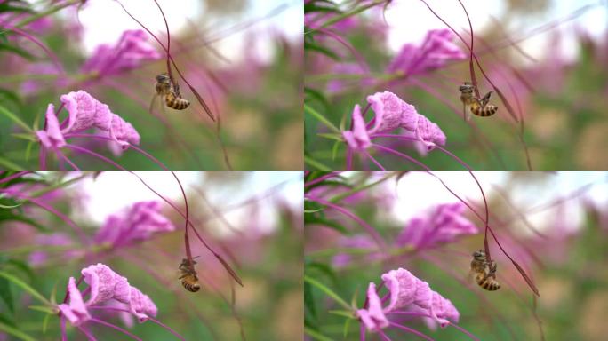 蜜蜂在花上春天花开春季花儿春花秋月