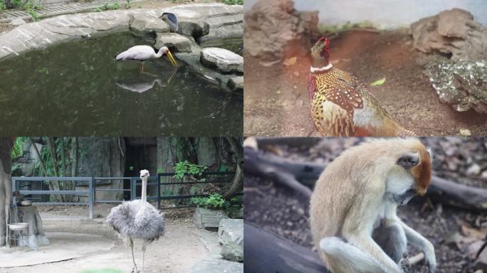 【汇总】广州动物园