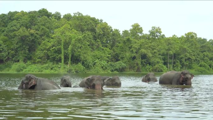 泰国的丛林里，家庭大象在洗澡