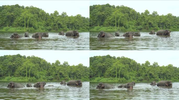 泰国的丛林里，家庭大象在洗澡