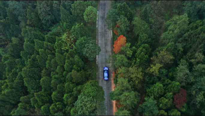汽车行驶在森林