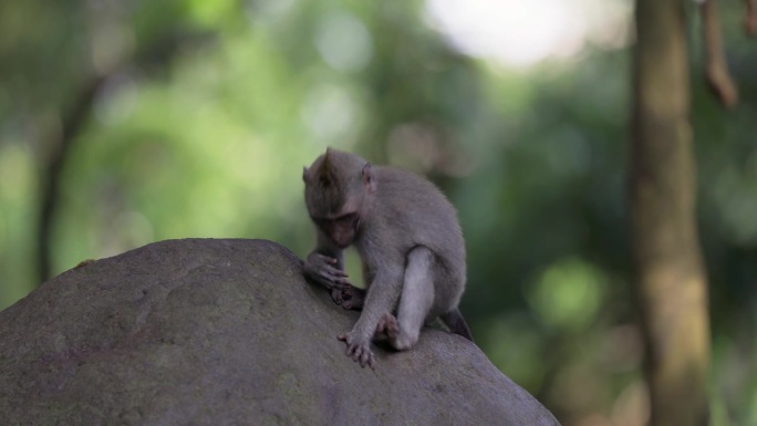食蟹猕猴(Macaca fascicularis)，又称长尾猕猴，猴林乌布，巴厘岛