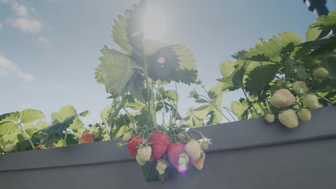 几个多汁的草莓在阳光下成熟了