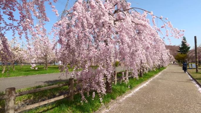 日本福岛北高田市日初线的春季樱花观景步道。