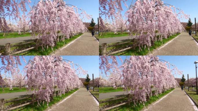 日本福岛北高田市日初线的春季樱花观景步道。