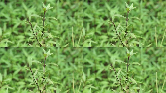 水龙花(水龙花，匍匐野草，水龙花，河泽兰，蔓延蛇根，水龙花)。它最常被用作观赏植物