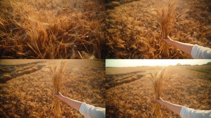 阳光明媚的日子里，女农民在农田里抱着小麦作物