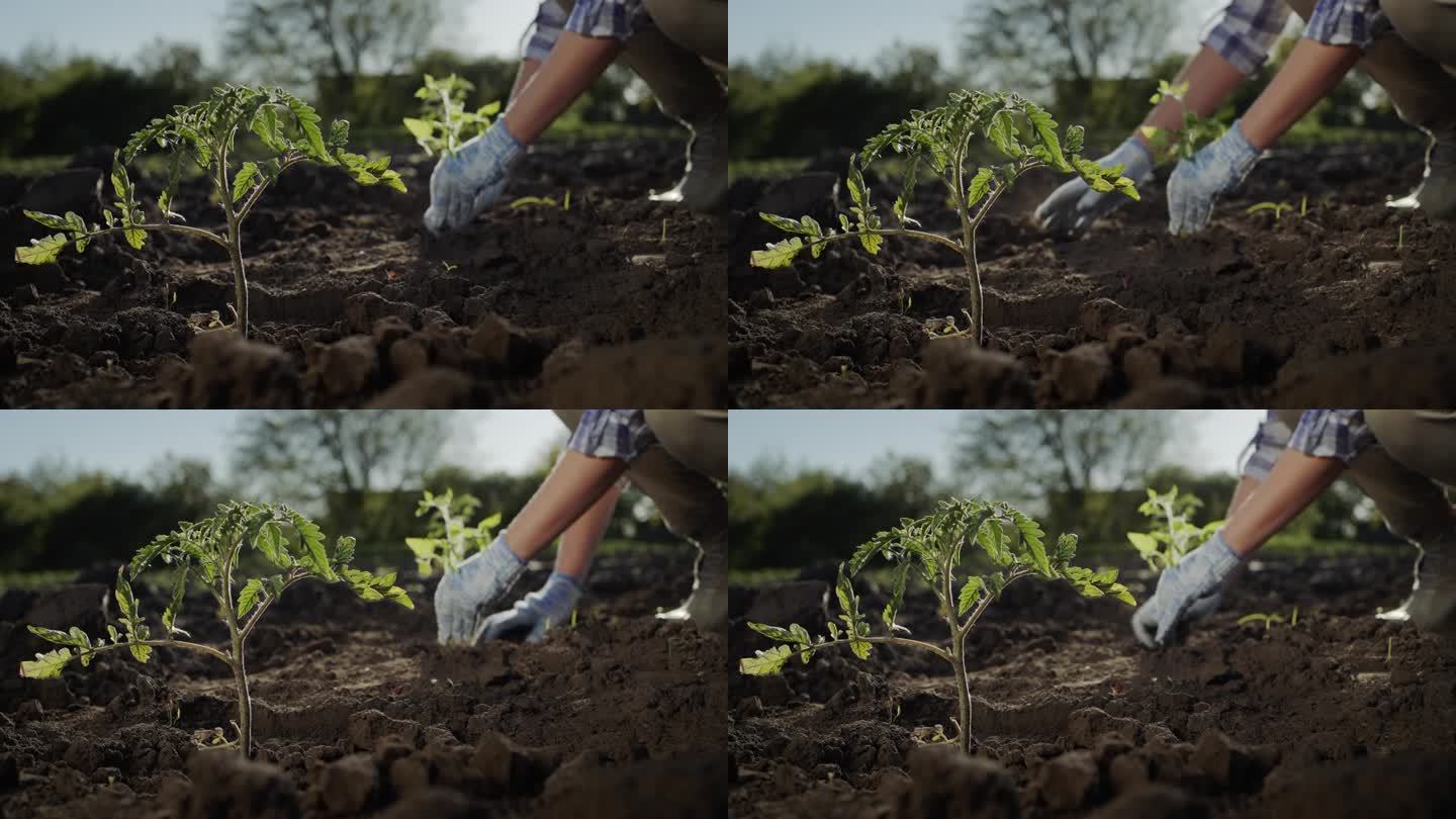 一位戴着手套的农民在田地里准备好的土壤里种植西红柿幼苗