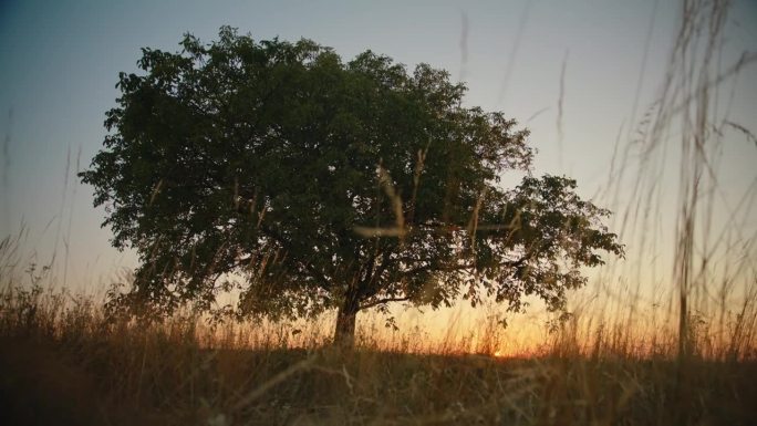 孤独的哨兵:黄昏时草地上的孤树