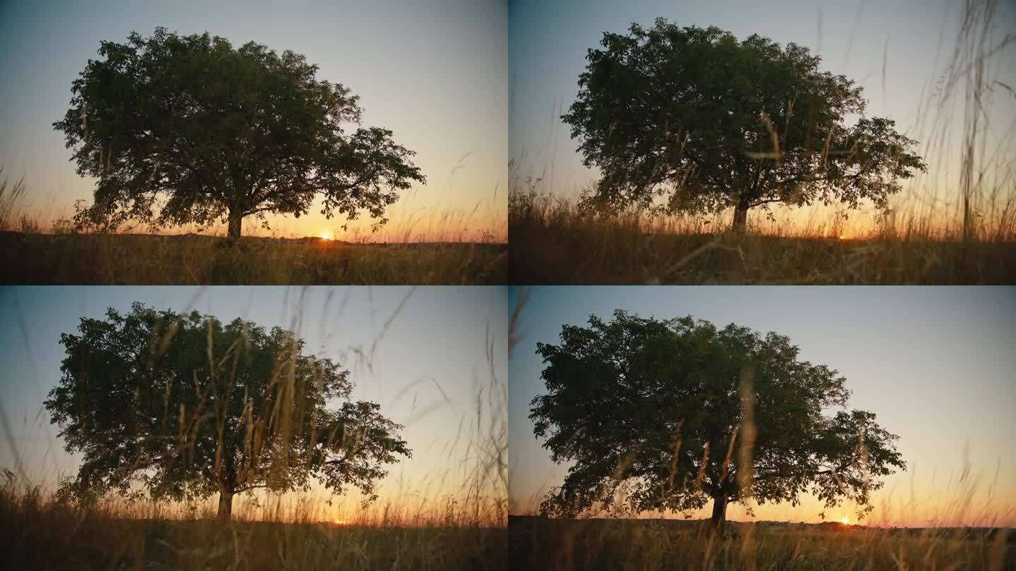 孤独的哨兵:黄昏时草地上的孤树