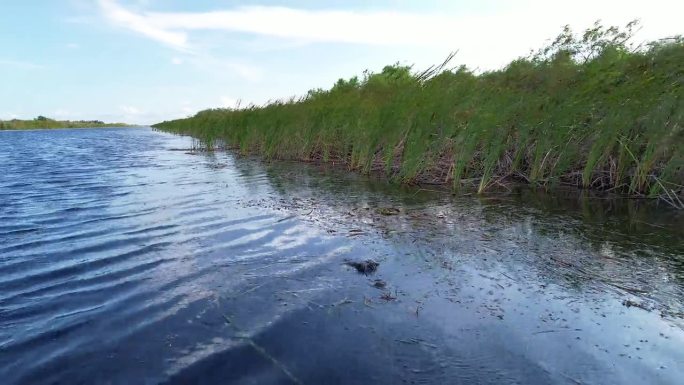 当摄像机靠近时，隐藏的鳄鱼头迅速消失在水面下