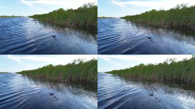 当摄像机靠近时，隐藏的鳄鱼头迅速消失在水面下