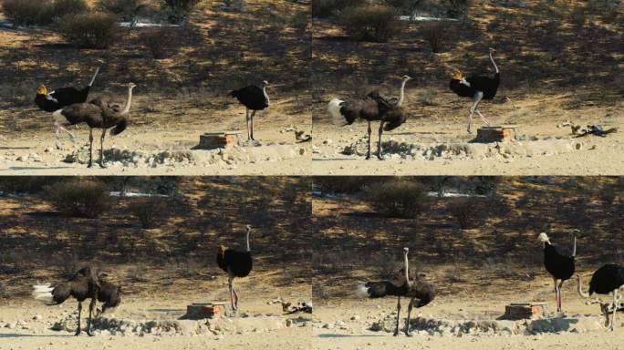 森林大火后，一只雌鸵鸟和两只雄鸵鸟在水坑里。一只雄性靠近雌性，露出红色的腿和喙，表明准备交配。赶走了