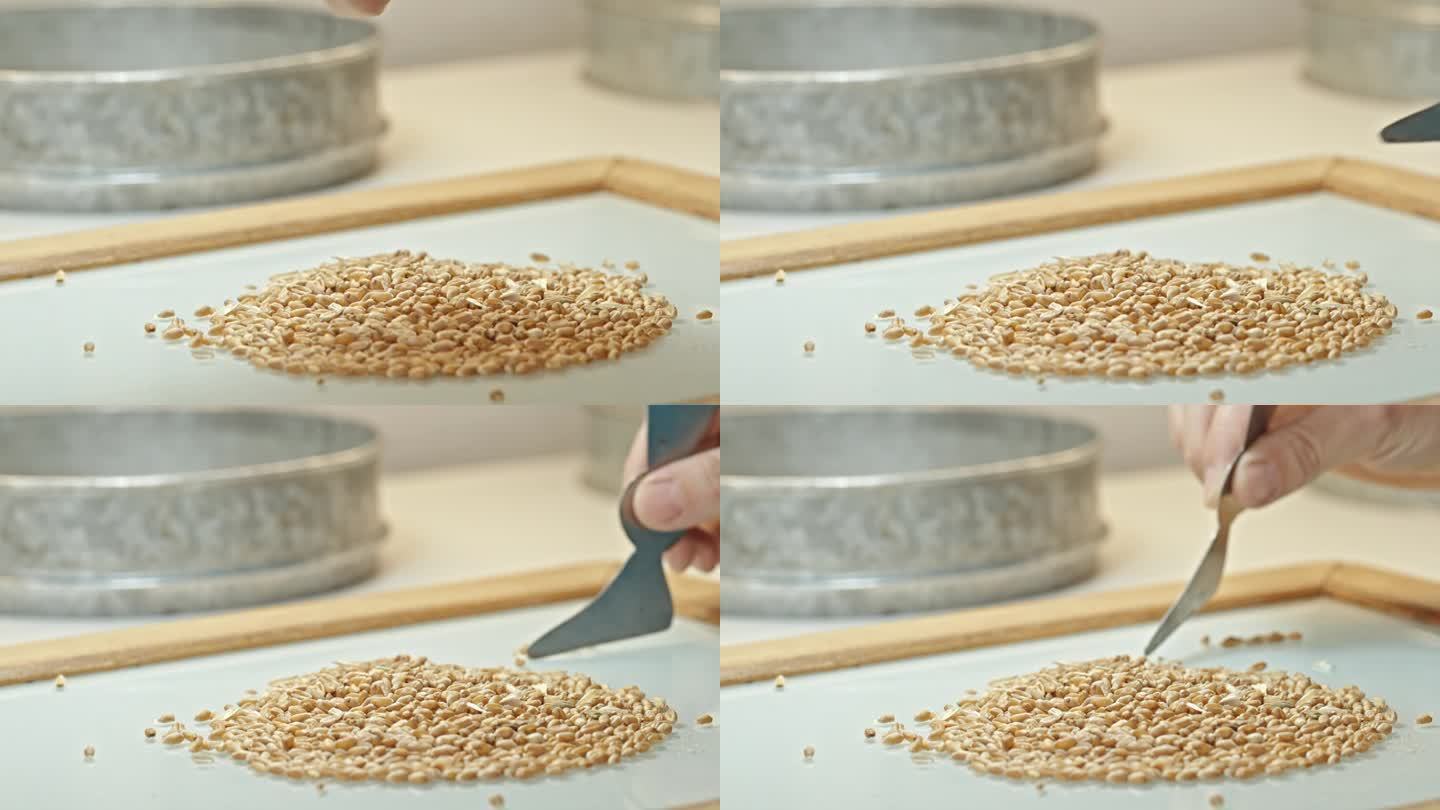 小麦籽粒的实验室选择与分析