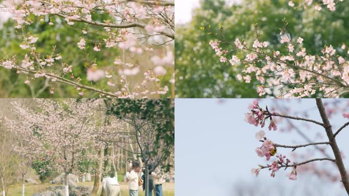 初春踏青发芽的枝头，初放的樱花