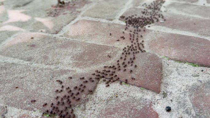 孟加拉拉瓦查拉国家公园，蚂蚁的足迹。