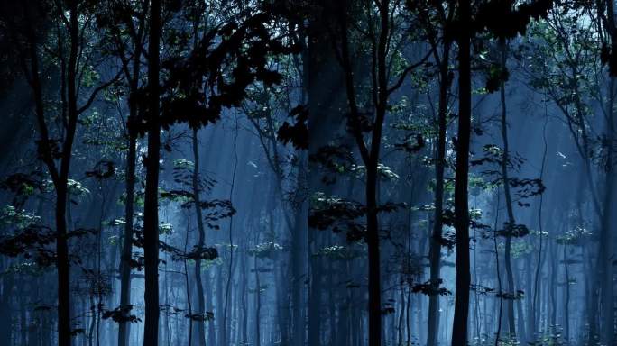 月光下的夜林树林夜晚自然景色森林场景