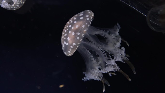 水母在水下优雅游泳