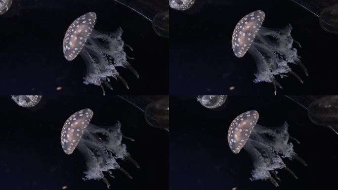 水母在水下优雅游泳