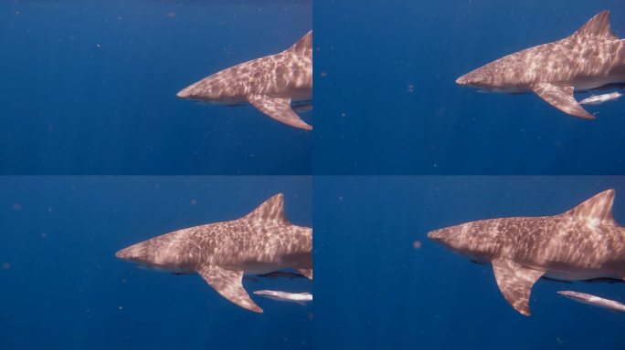 柠檬鲨在海面上缓慢游动，鱼钩在眼睛侧面