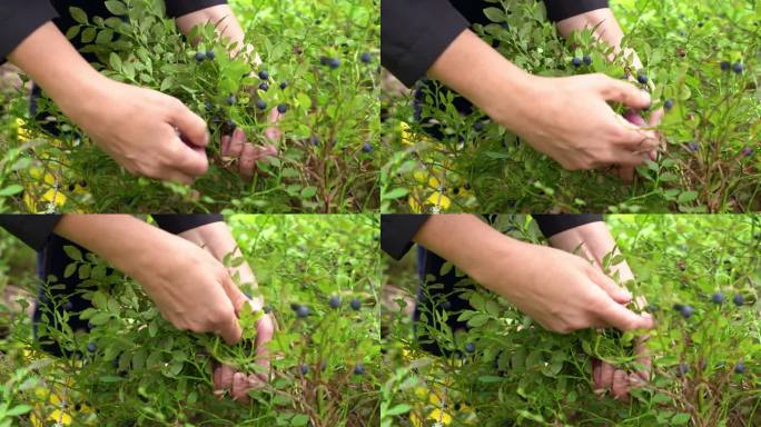 妇女们的手从森林的灌木丛中收集成熟的蓝莓