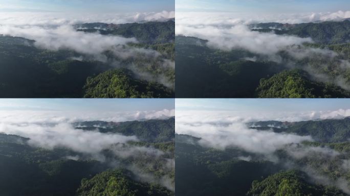 云雾缭绕下铜壁关自然保护区森林
