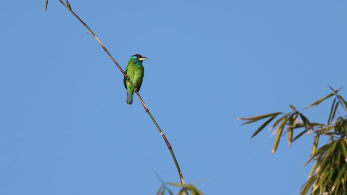 一只蓝喉拟啄木鸟站在竹枝上