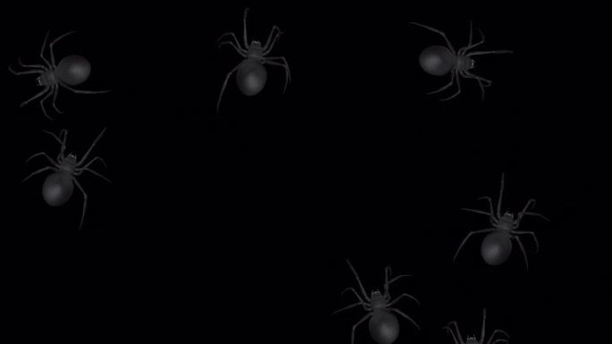 蜂群的蜘蛛-黑寡妇-爬行周围-铜-透明的循环