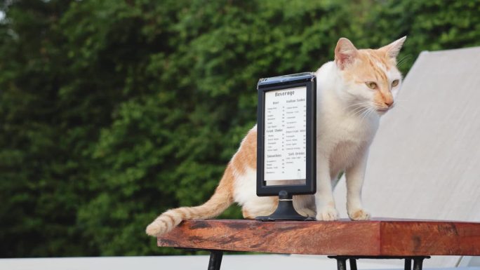 好奇的猫与菜单框交互