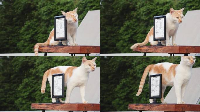 好奇的猫与菜单框交互