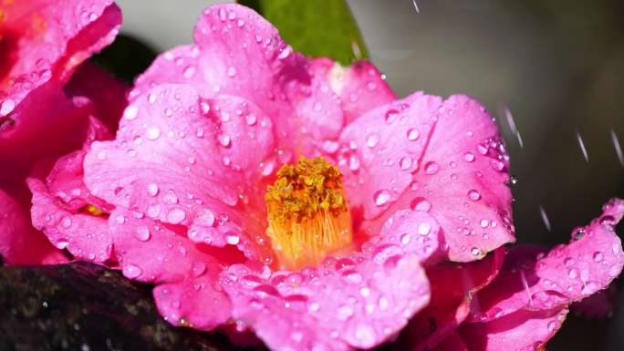 山茶花水珠水滴雨水茶花合集