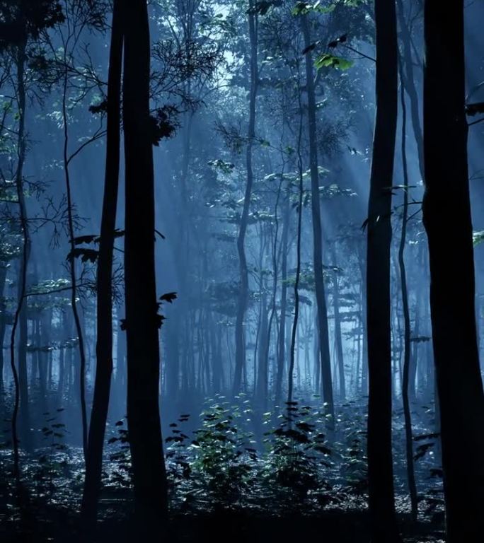 月光在夜行的森林上投下迷人的光芒。