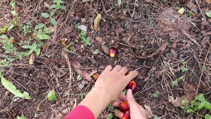 收集棕榈油果实的手