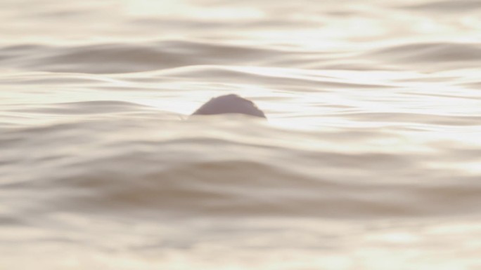 女子在夕阳下度假时在海里游泳的慢镜头镜头。在亚得里亚海游泳。